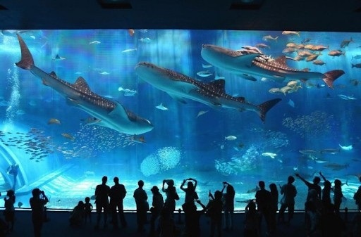 Malaysian tourist attractions - Kuala Lumpur Aquarium