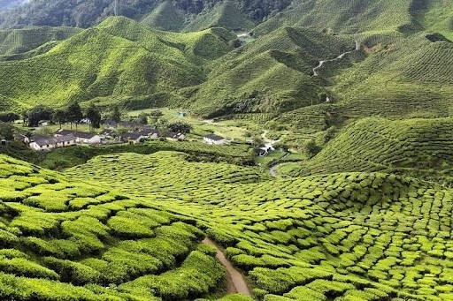 Malaysia tourist destinations - Cameron Highlands