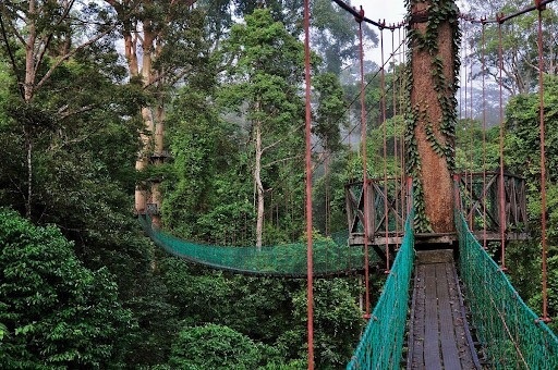 Malaysia tourist destinations - Danum Valley