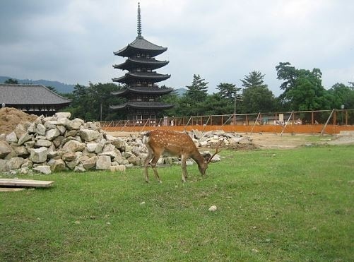 sacred deer in Shinto