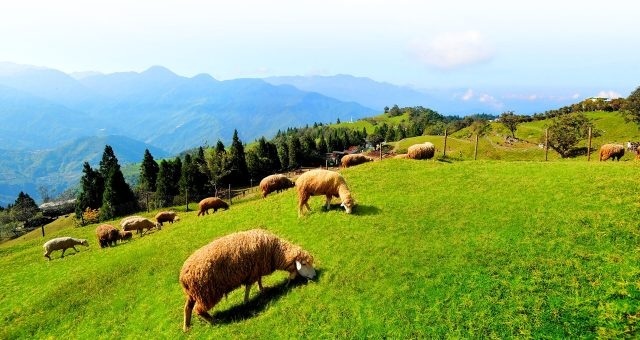 Taiwan Cingjing Farm (Photo ST)