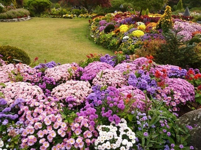 Bright flowers in Gapyeong city (Photo: ST)