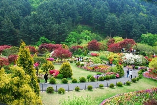 Korea's famous Morning Calm flower garden (Photo: ST)