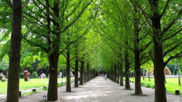 Famous road on Nami Island (Photo: ST)