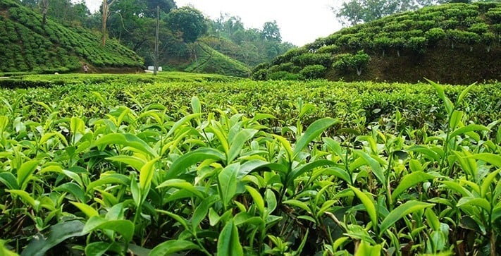 tourism-bangladesh-Sylhet-garden-tea-711