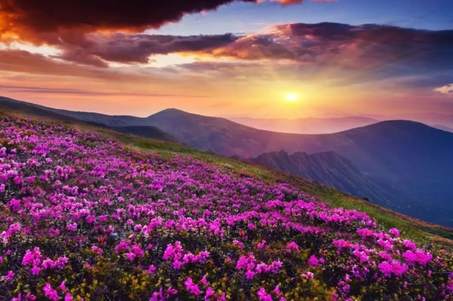 Uttarakhand Valley of Flowers possesses breathtaking beauty