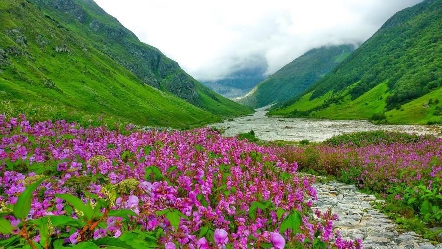 Uttarakhand Valley of Flowers is adorned with the vibrant colors of countless flowers