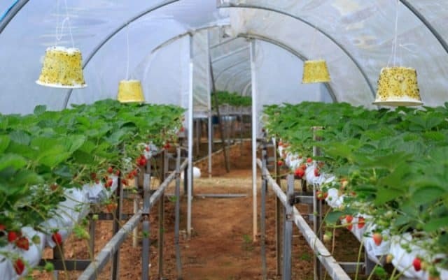 Strawberry farm in the Philippines (Photo: ST)